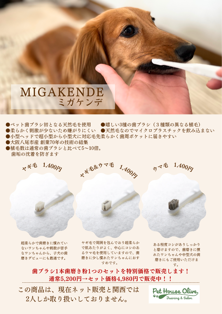愛犬用の歯ブラシ、歯磨き粉「MIGAKENDE」🪥🦷